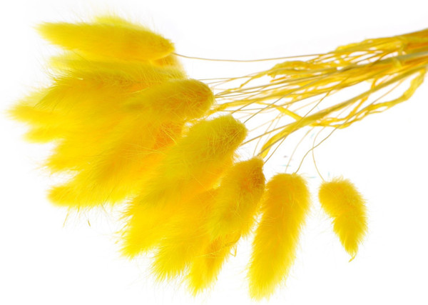 Изображение товара Сухоцвет Sima-Land Лагурус 7123622 (30шт)