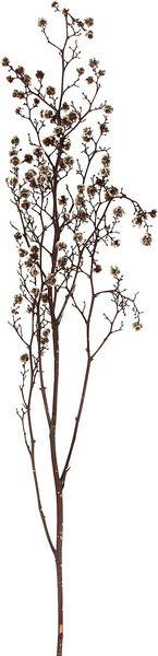 Изображение товара Сухоцвет Sima-Land Молочай Миля 9768527 (25г)