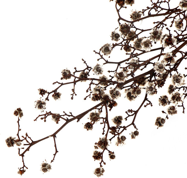 Изображение товара Сухоцвет Sima-Land Молочай Миля 9768527 (25г)