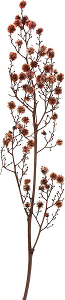 Изображение товара Сухоцвет Sima-Land Молочай Миля 9768524 (25г)