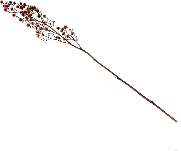 Изображение товара Сухоцвет Sima-Land Молочай Миля 9768524 (25г)