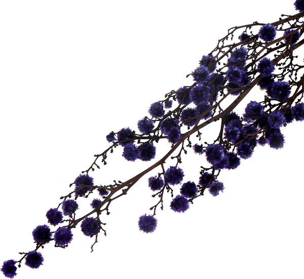 Изображение товара Сухоцвет Sima-Land Молочай Миля 9768525 (25г)