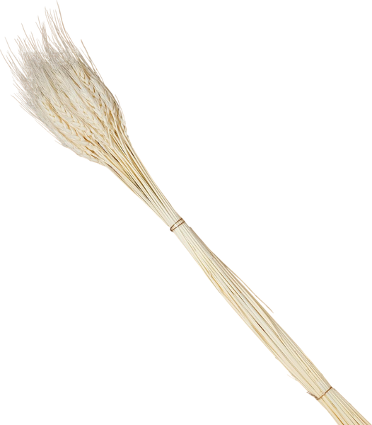 Изображение товара Сухоцвет Sima-Land Колос пшеницы 4447385 (50шт, белый)
