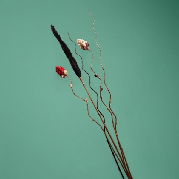 Изображение товара Сухоцвет Sima-Land Пати 7779916 (черный)