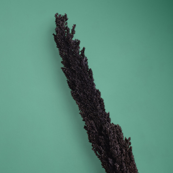 Изображение товара Сухоцвет Sima-Land Пати 7779916 (черный)