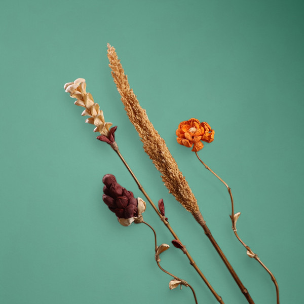 Изображение товара Сухоцвет Sima-Land На бамбуковом стебле 7779906 (оранжевый)