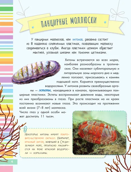 Изображение товара Энциклопедия АСТ Невероятные моллюски (Тихонов А. 9785171577575)