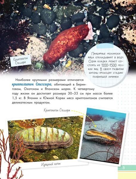Изображение товара Энциклопедия АСТ Невероятные моллюски (Тихонов А. 9785171577575)