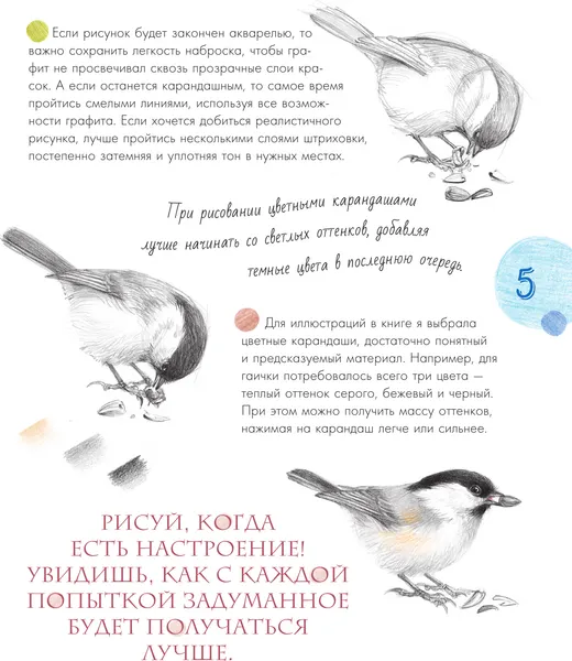 Изображение товара Энциклопедия АСТ Птицы в городе. 25 историй в фактах и рисунках (Габеева Н. 9785171832599)