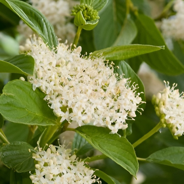 Саженец кустарника Красный клен Дерен отпрысковый sericea Flaviramea (40-50см) — фото 3