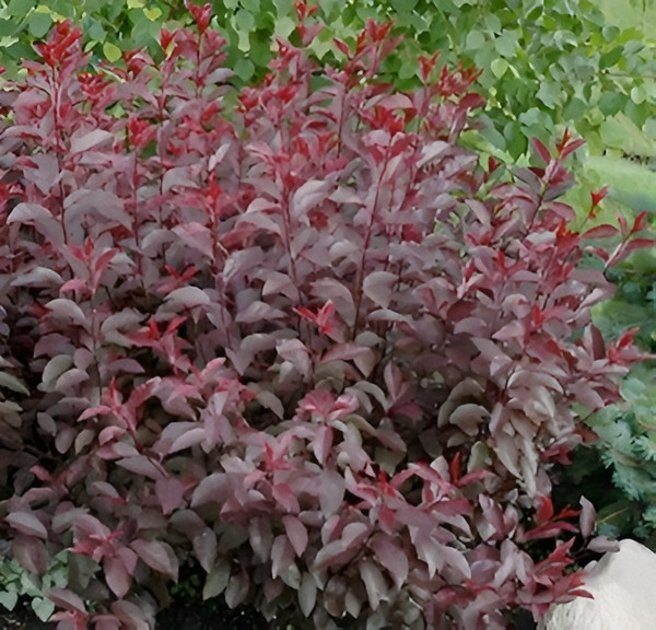 Изображение товара Саженец кустарника Красный клен Слива цистена (60-80см)