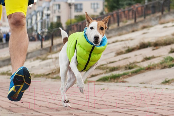 Изображение товара Куртка для животных AiryVest 1668 (XS, салатовый/черный)