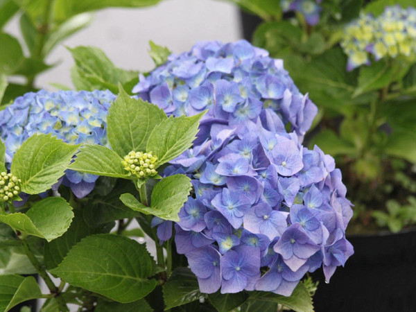 Изображение товара Саженец кустарника Красный клен Гортензия крупнолистная Blue Ball (40-50см)