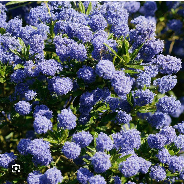 Изображение товара Саженец кустарника Красный клен Цеанотус Blue Mound (10-20см)