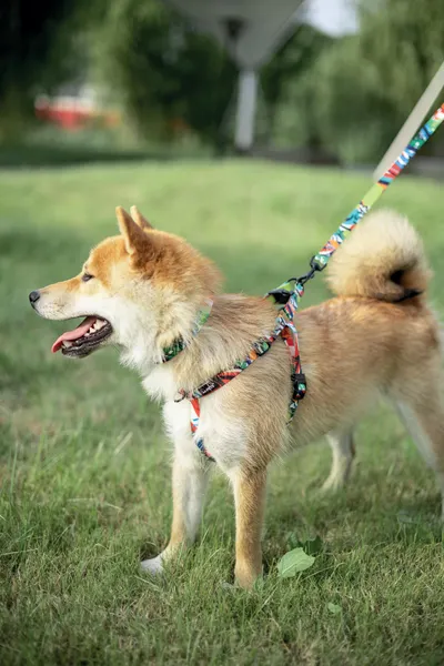 Изображение товара Шлея M-PETS Urban Style / 10835299 (L)