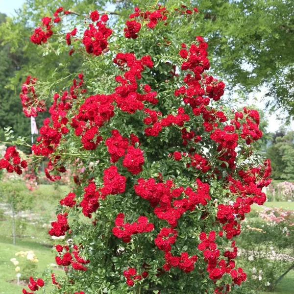 Изображение товара Саженец кустарника Красный клен Роза Crimson Siluetta