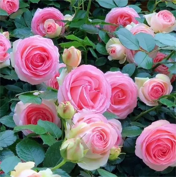 Изображение товара Саженец кустарника Красный клен Роза Pierre de Ronsard Eden Rose