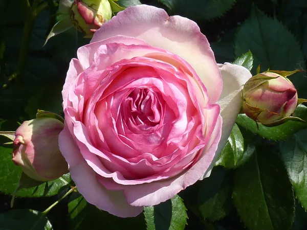Изображение товара Саженец кустарника Красный клен Роза Pierre de Ronsard Eden Rose