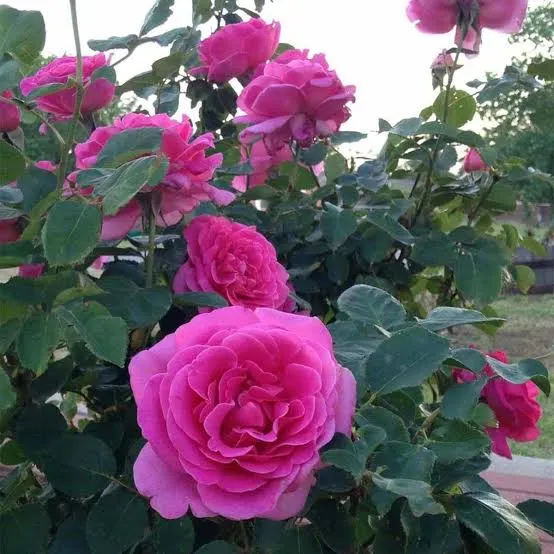 Изображение товара Саженец кустарника Красный клен Роза Pink Peace