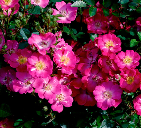 Изображение товара Саженец кустарника Красный клен Роза Admiration Rosa zwerg
