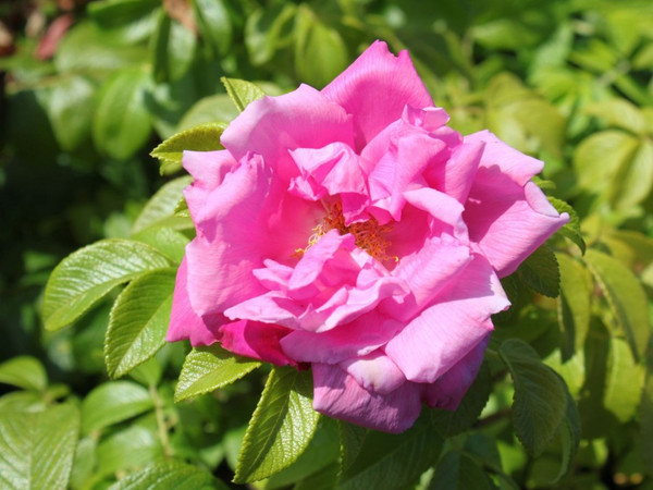 Изображение товара Саженец кустарника Красный клен Роза Admiration Rosa zwerg