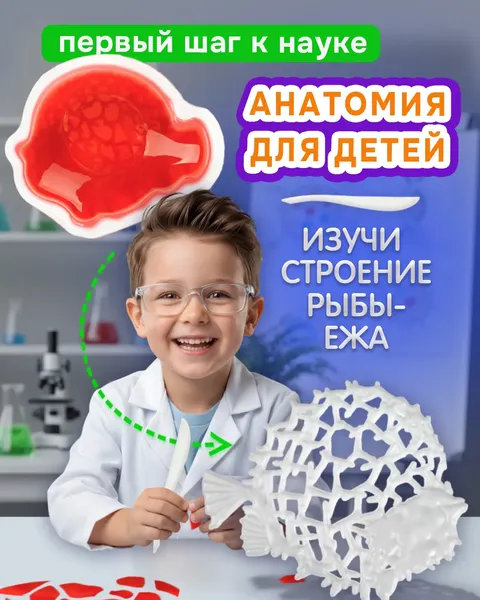 Изображение товара Набор для опытов 1Toy Lab БИОсфера Познавательная анатомия Рыба-еж / Т26727