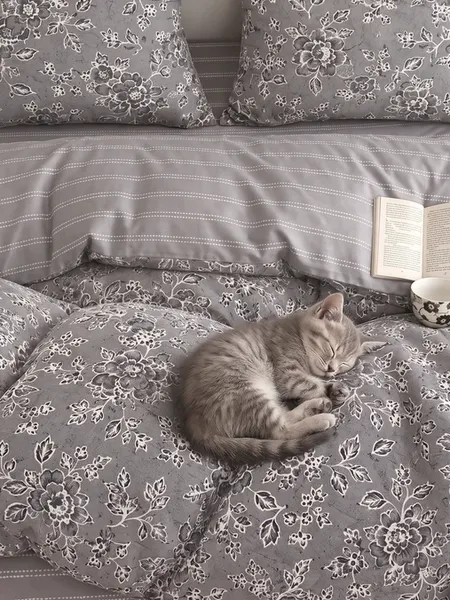 Изображение товара Комплект постельного белья GoodNight Сатин Делюкс 2602 1.5сп / 439433 (50x70, с компаньоном)