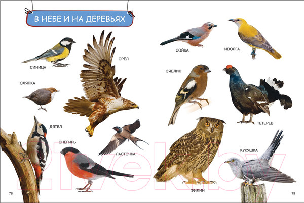 Изображение товара Развивающая книга Росмэн Моя первая книга