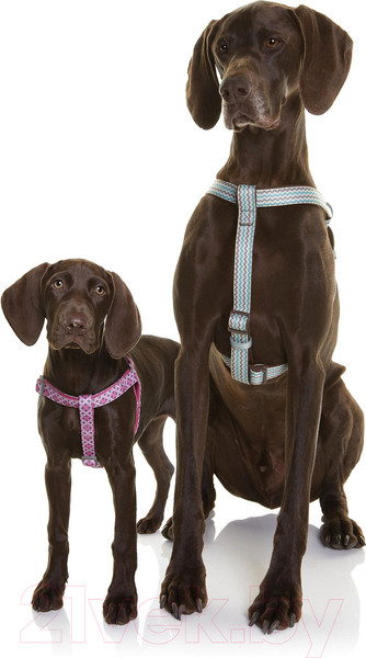 Изображение товара Шлея DOOG Benji / HARBBZ-M (M, коричнево-голубой зигзаг)