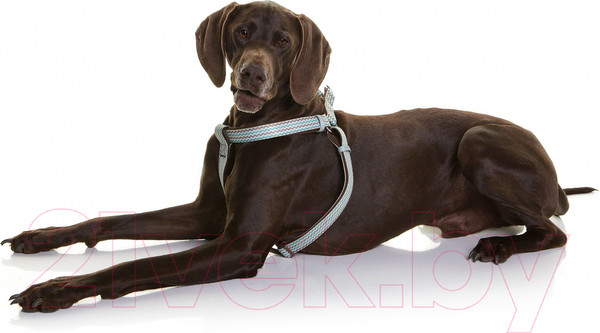 Изображение товара Шлея DOOG Benji / HARBBZ-M (M, коричнево-голубой зигзаг)