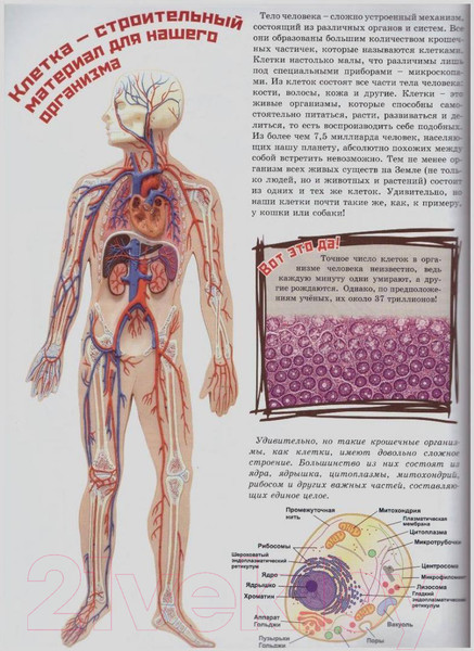 Изображение товара Энциклопедия Проф-Пресс Современная энциклопедия ребенка (Соколова Л.)