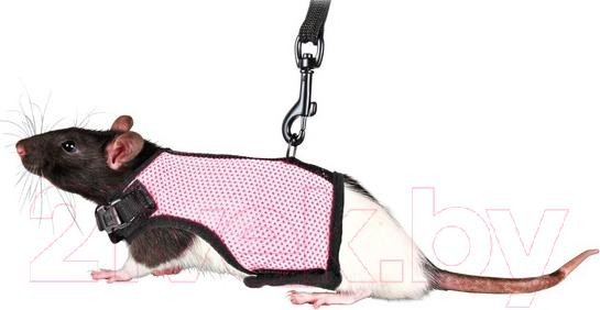 Изображение товара Шлея с поводком Trixie 61511