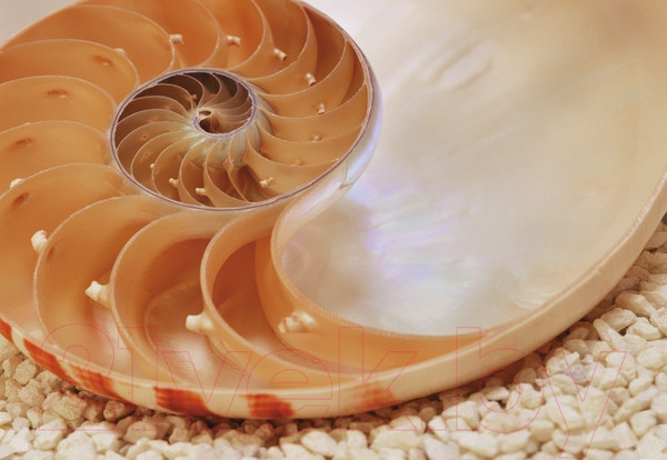 Изображение товара Фотообои листовые Komar Nautilus 1-601 (184x127)