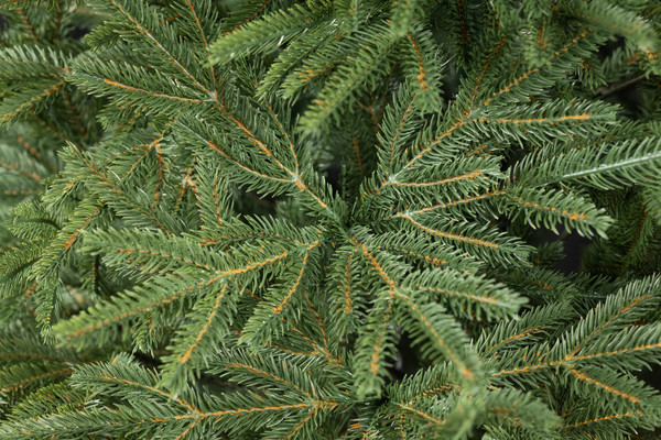 Изображение товара Ель искусственная Maxy Poland Рождественская литая (1.5м)