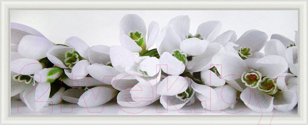 Изображение товара Картина Декарт Белые цветы крокусы 8Л0554