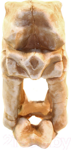 Изображение товара Декорация для аквариума Deksi Череп динозавра №1005