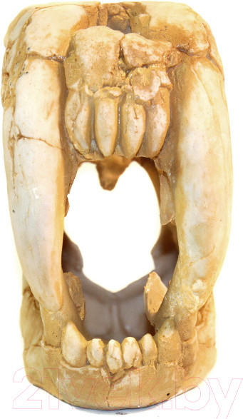 Изображение товара Декорация для аквариума Deksi Череп динозавра №1002