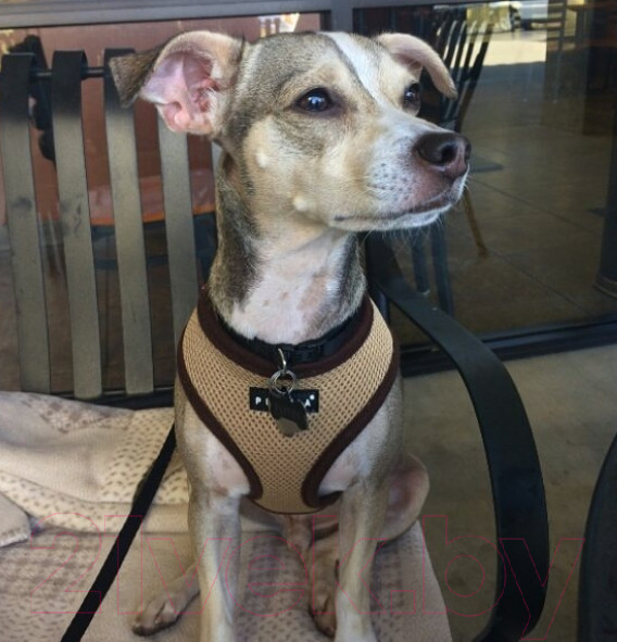 Изображение товара Шлея-жилетка для животных Puppia Ritefit Harness / PAJA-AC617-BE-S (бежевый)