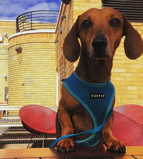 Изображение товара Шлея-жилетка для животных Puppia Ritefit Harness / PAJA-AC617-SB-L (голубой)