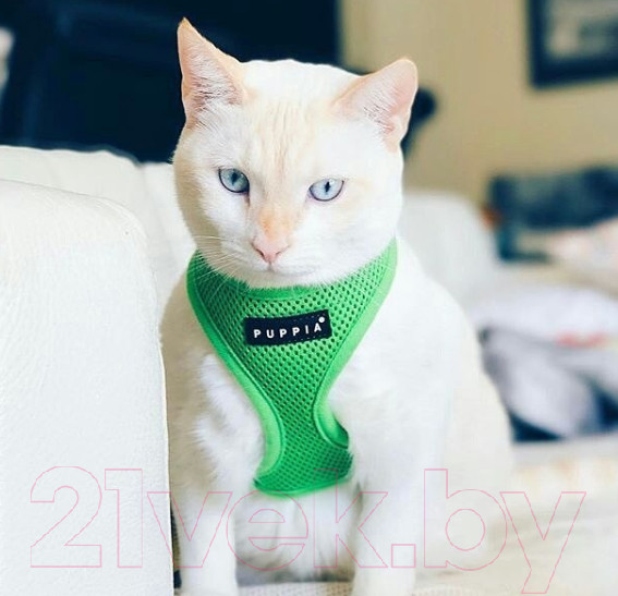 Изображение товара Шлея-жилетка для животных Puppia Ritefit Harness / PAJA-AC617-GR-L (зеленый)