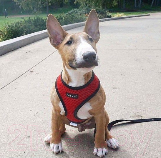 Изображение товара Шлея-жилетка для животных Puppia Ritefit Harness / PAJA-AC617-RD-S (красный)