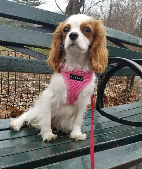 Изображение товара Шлея-жилетка для животных Puppia Ritefit Harness / PAJA-AC617-PK-M (розовый)