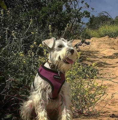 Изображение товара Шлея-жилетка для животных Puppia Ritefit Harness / PAJA-AC617-PU-M (фиолетовый)