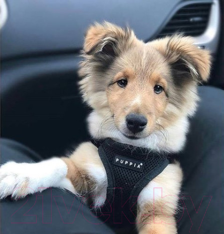 Изображение товара Шлея-жилетка для животных Puppia Ritefit Harness / PAJA-AC617-BK-XL (черный)