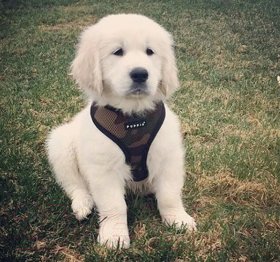 Изображение товара Шлея-жилетка для животных Puppia Soft Vest / PAHA-AH305-CA-3L (камуфляж)