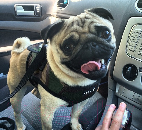 Изображение товара Шлея-жилетка для животных Puppia Soft Vest / PAHA-AH305-CA-3L (камуфляж)