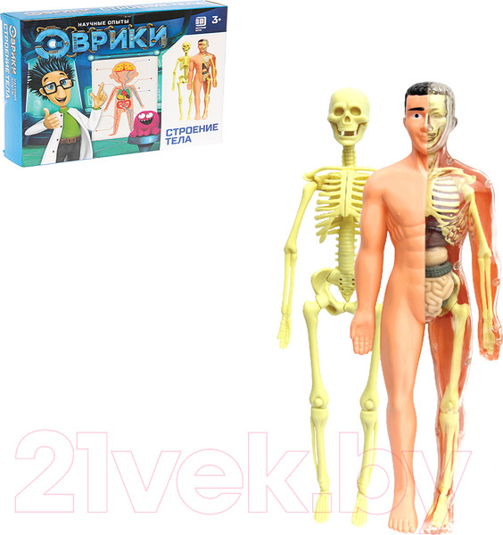 Изображение товара Набор для опытов Эврики Строение тела / 2772939