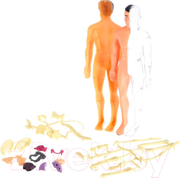 Изображение товара Набор для опытов Эврики Строение тела / 2772939