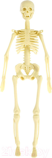 Изображение товара Набор для опытов Эврики Строение тела / 2772939