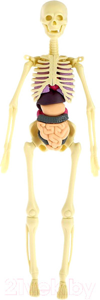 Изображение товара Набор для опытов Эврики Строение тела / 2772939